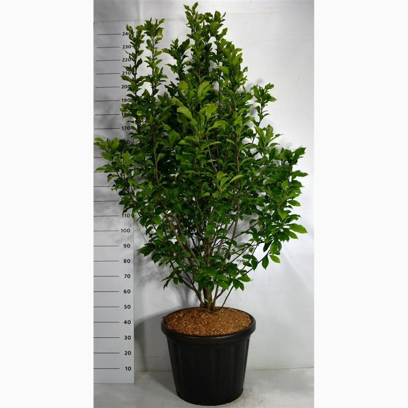 Magnolia – Magnolia 'Susan' - C80 150-175 CM